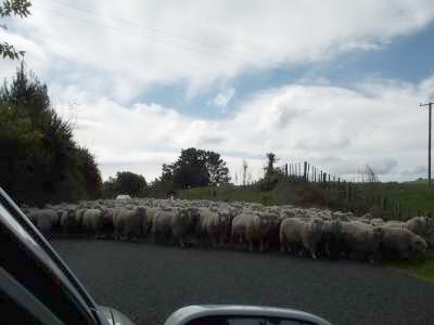 [New Zealand traffic jam]