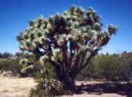 [Joshua Tree]